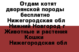 Отдам котят дворянской породы :) бесплатно. - Нижегородская обл., Нижний Новгород г. Животные и растения » Кошки   . Нижегородская обл.